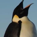 pensive_penguin