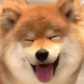 Shibe