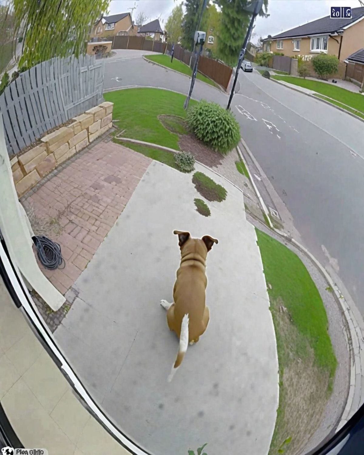 A cute dog CCTV Style   <lora:SDXL-CCTV-Style-Lora:0.9>
