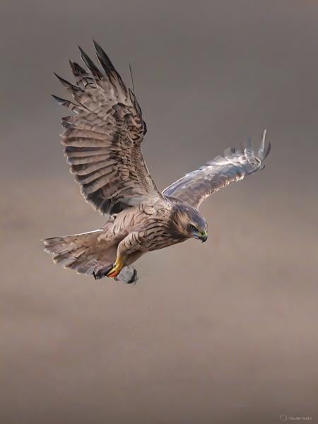 A photo capturing the exact moment a hawk dives towards its prey, with its feathers ruffled by the wind and its focus evident in its eyes, showcasing the precision and speed of nature's hunters.