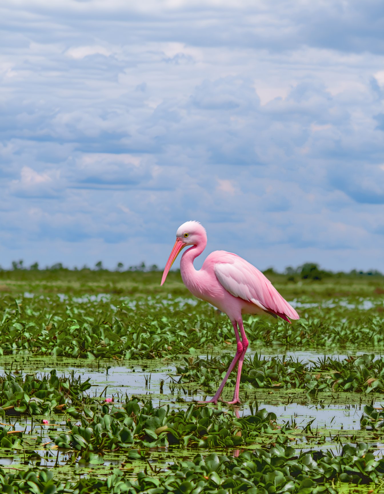 (best quality, 4K, 8K, high-resolution, masterpiece), ultra-detailed, photorealistic, roseate spoonbill bird standing in marshland, dramatic cloudy sky, natural, serene atmosphere, realistic texture and colors. ,