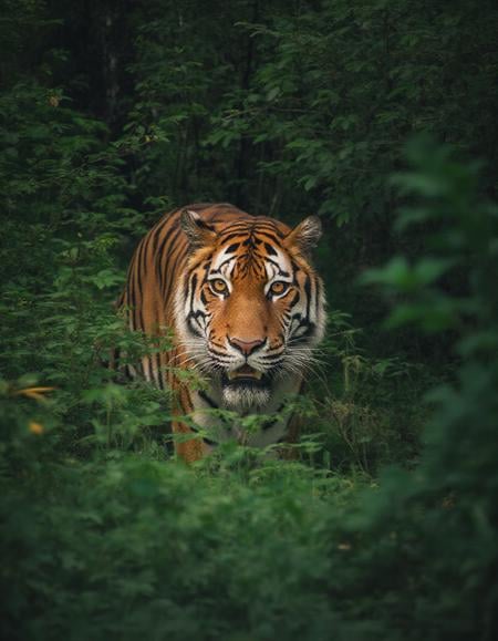 <lora:detailer_flux_v1:1>,photographic portrait of a tiger in the jungle