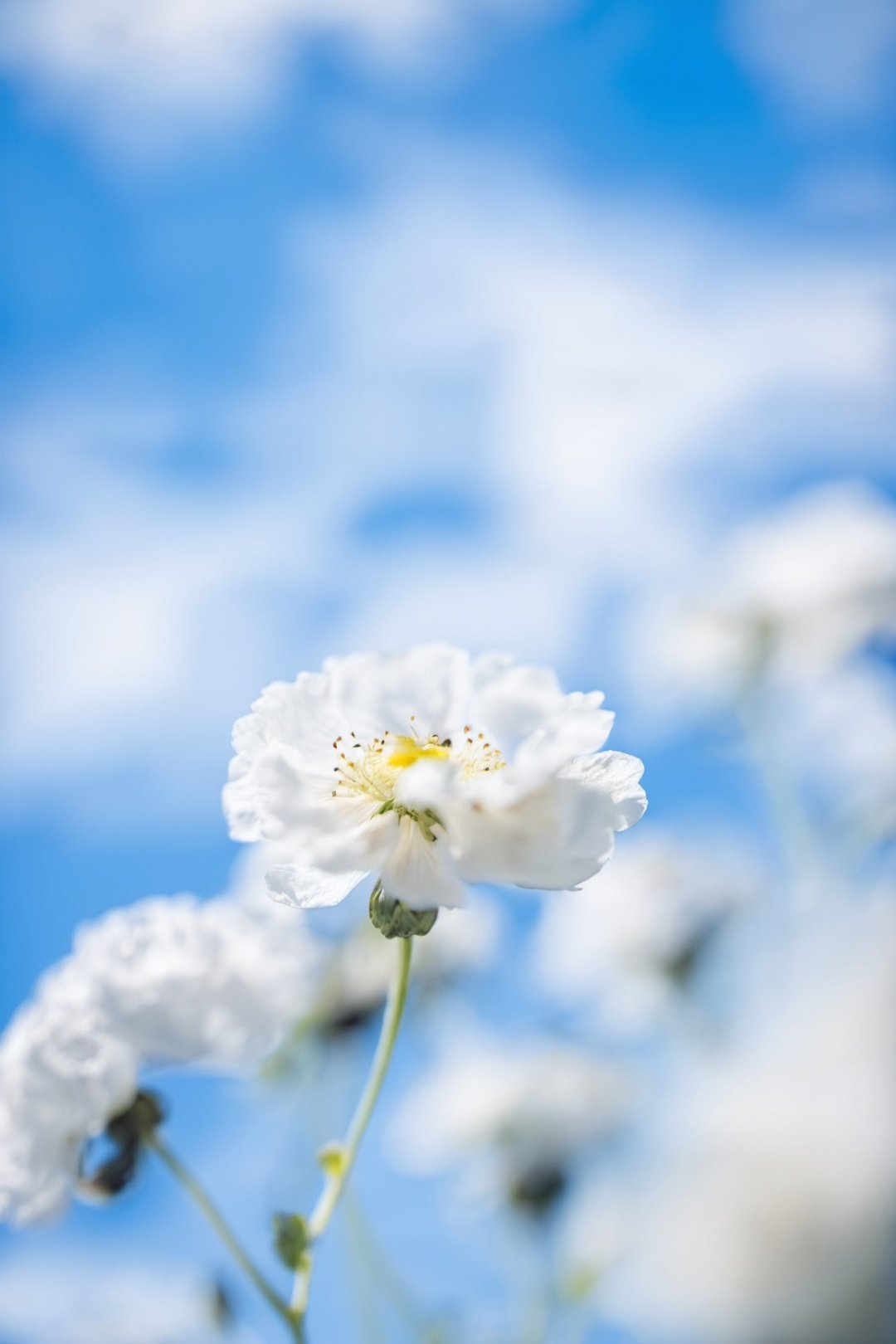 sky, blurry, blue sky, flower, day, depth of field

