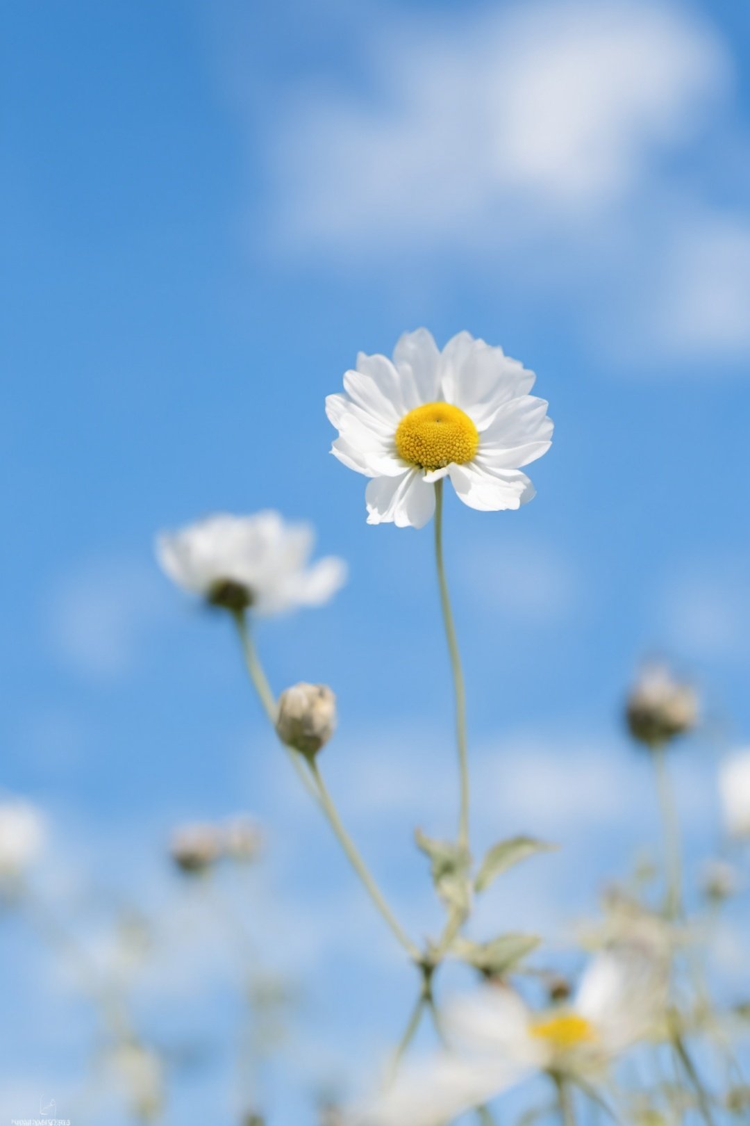 sky, blurry, blue sky, flower, day, depth of field

