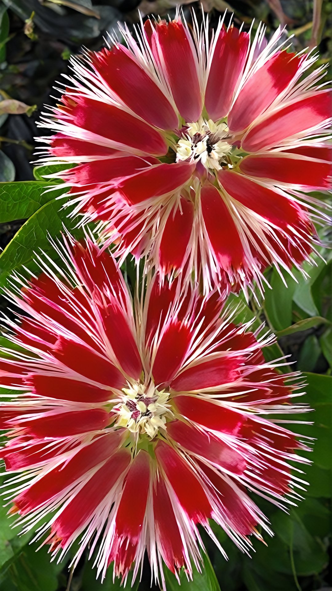 (Fantastic plant) This flower emits a faint light at night, like a twinkling star