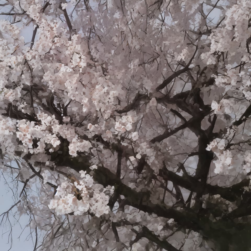 outdoors, tree, cherry blossoms, scenery,8k,soft light