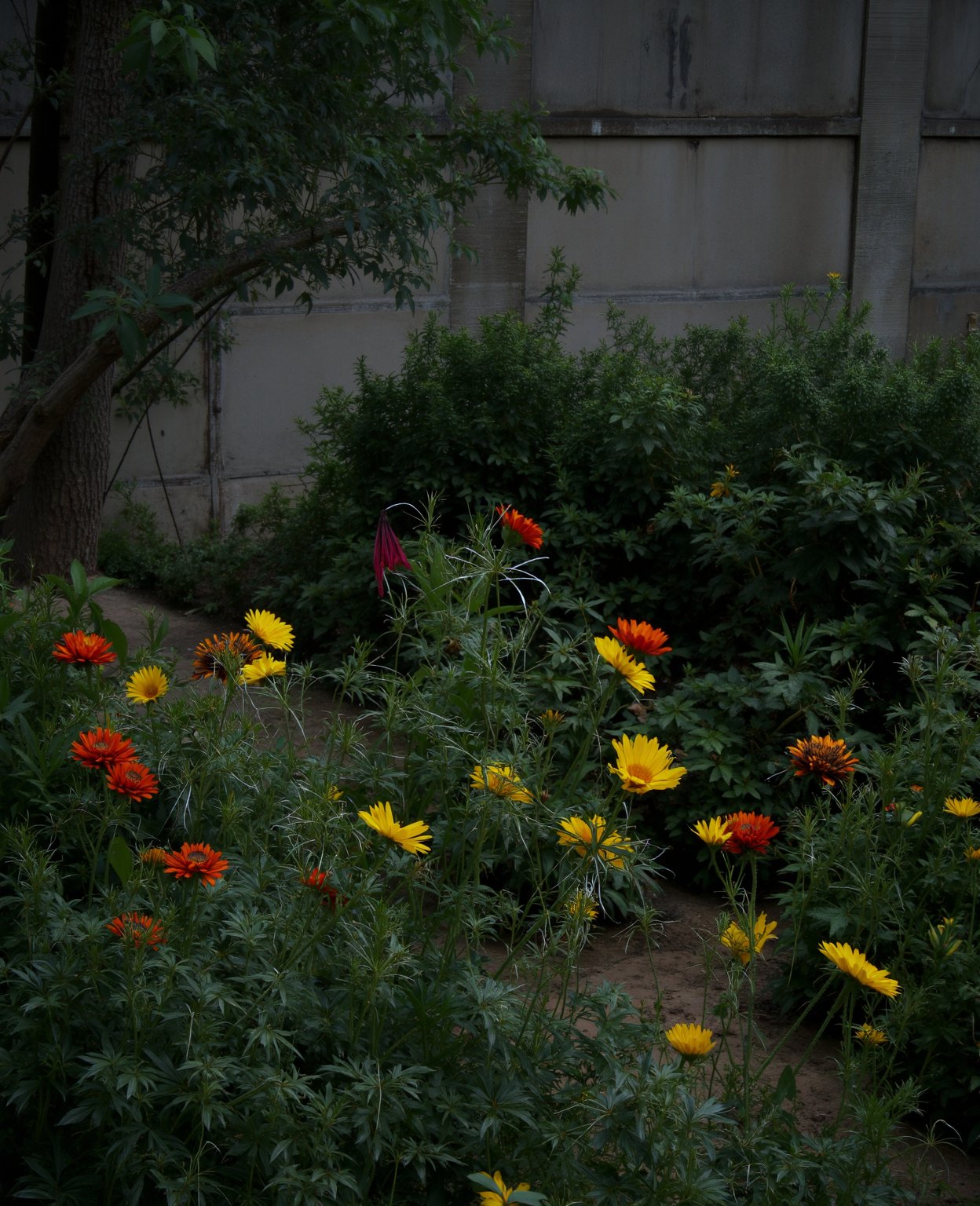 garden , fowers, nigth