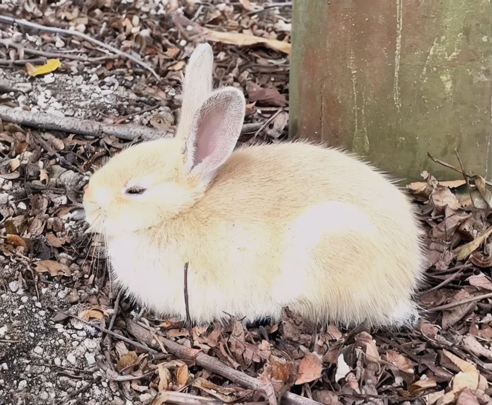 Masterpiece, high-resolution animation, ultra-high-resolution rendering, top-down rear view, (baby rabbit:1.5), (closed eyes),midjourney