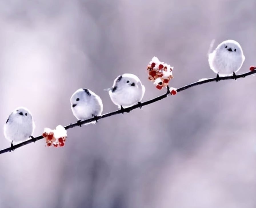 8K quality, high definition animation, ultra high definition rendering, white round bird perched on a tree branch, long-tailed tit, round black eyes, small black triangular beak