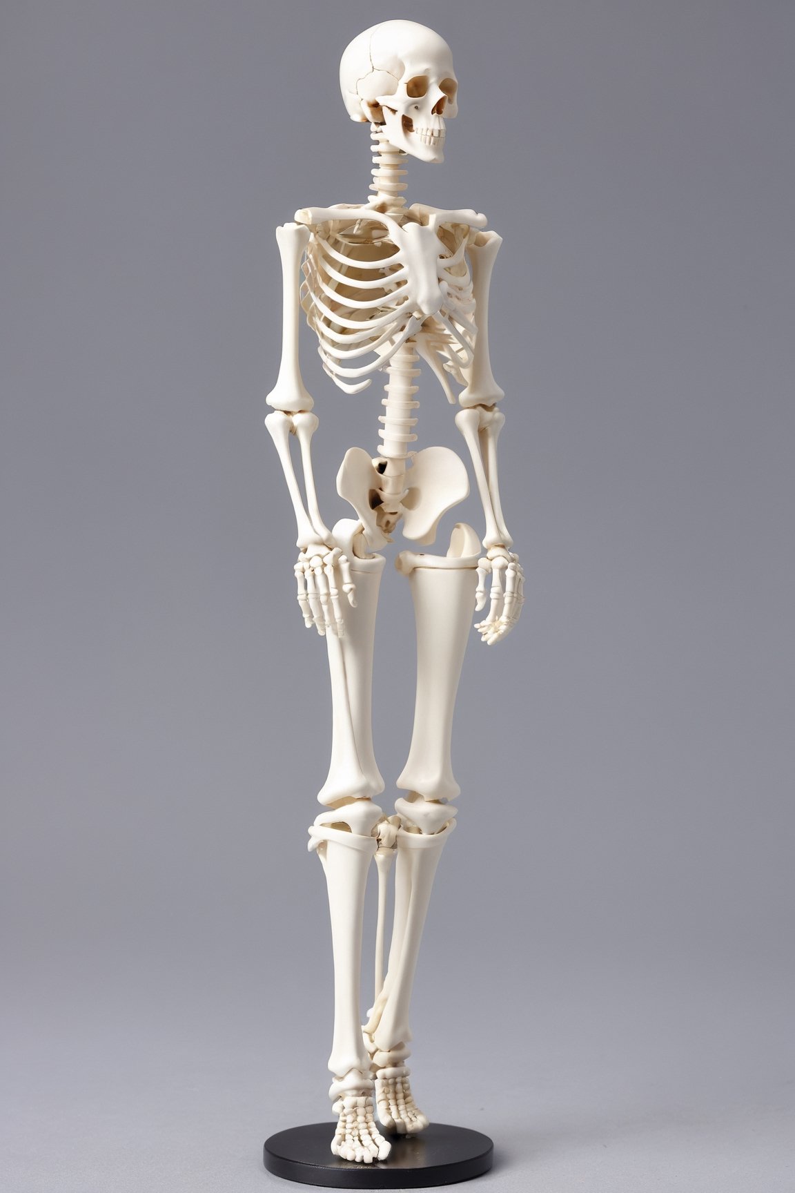 Masterpiece,high quality,(solo:1.2),((1girl)),(((human skeleton | girl))),,(white hair:0.3)
