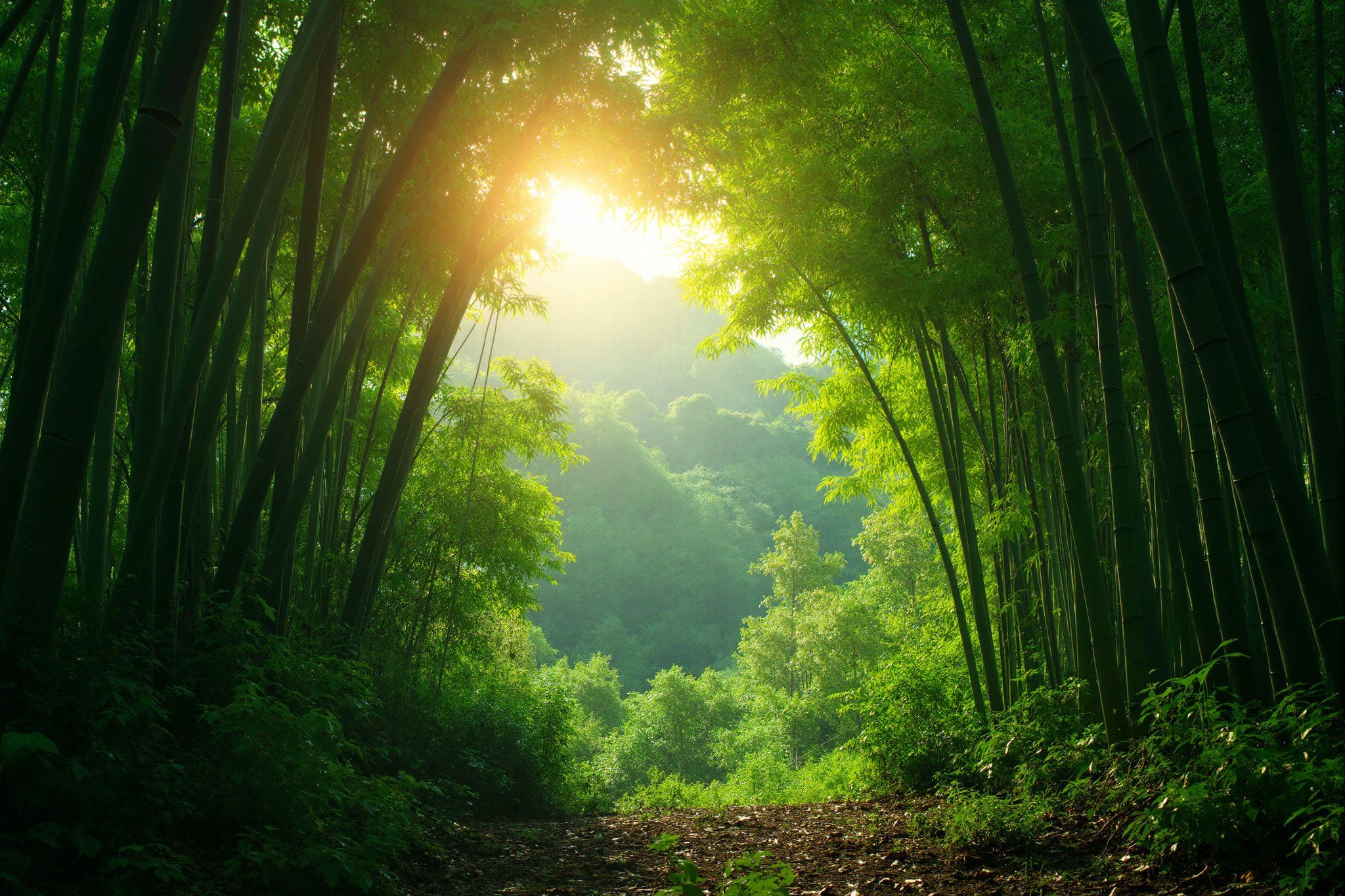 a lush bamboo forest, serene bamboo trees, detailed bamboo stalks and leaves, natural sunlight filtering through the bamboo, peaceful forest atmosphere, tranquil landscape, high quality, 8k, photorealistic, professional photography, vivid colors, warm lighting, cinematic composition, beautiful natural scenery