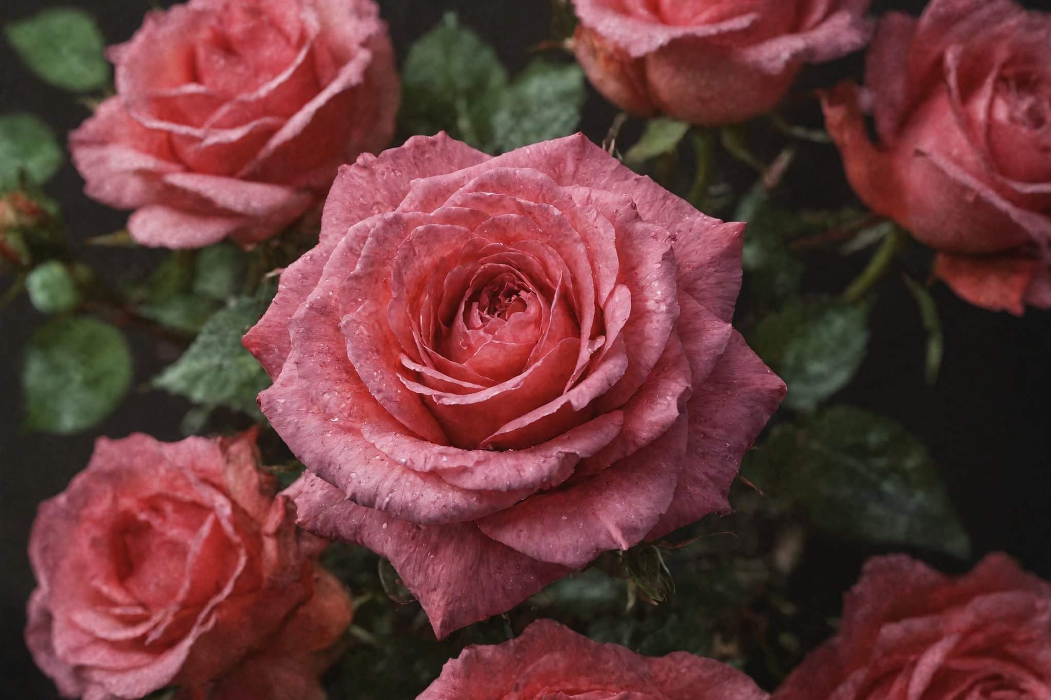 Beautiful rose view from above on black background, photorealistic, (ultra realistic, best quality), photorealistic, Extremely Realistic, in depth, cinematic light, hubg_jsnh, bright lighting, official art, uniform 8k wallpaper, depth of field level,perfect lighting, vibrant colors, intricate details, realism, realistic ,raw, analog, photorealistic, taken by Canon EOS, SIGMA Art Lens 35mm F1.4, ISO 200 Shutter Speed 2000, Vivid picture