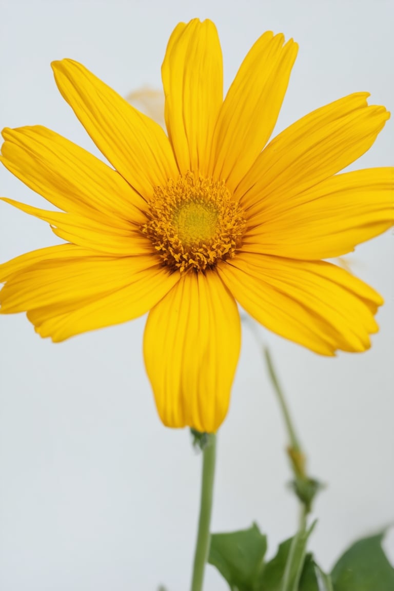 A close-up shot of a bright Solak flower against a soft, white background, with the vibrant yellow petals taking center stage. The camera frames the subject at eye-level, emphasizing the delicate texture and intricate details of the flower's shape. Warm sunlight illuminates the scene from above, casting a gentle glow on the petals and leaves. The composition is simple yet striking, allowing the viewer's focus to be drawn solely to the stunning yellow hue.