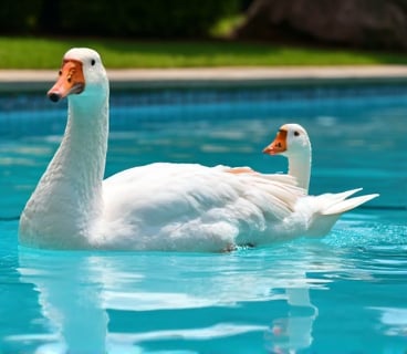 White Roman geese playing in the swimming pool