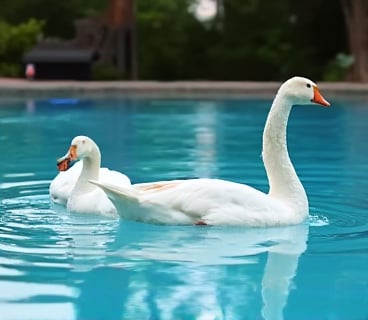 White Roman geese playing in the swimming pool