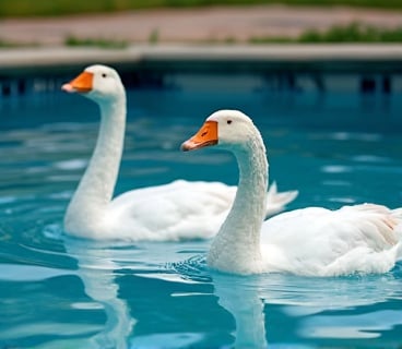 White Roman geese playing in the swimming pool