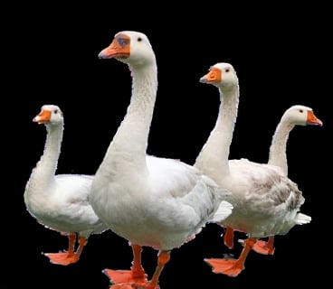 a collage of five geese are displayed against a black backdrop. The geese, each with a unique body and head, are positioned in a way that creates a striking contrast to the black background. The duck's eyes are a striking orange, while the duck's body is a lighter shade of white, with a black stripe running down its side. The goose's beak is a darker shade of orange, adding a pop of color to the scene.