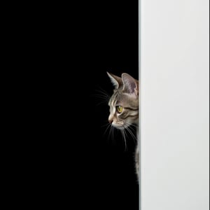 Photography. A sleek profile of a curious cat peeks out from behind a stark white wall, its delicate whiskers twitching in the air. The background is completely black, creating a strong contrast that highlights the subtle textures of the cat's fur and the sharpness of its gaze. Only half of the cat's face is visible, with one eye intensely focused forward, shining brightly against the darkness. The simplicity of the composition draws all attention to the cat's inquisitive expression, creating an atmosphere of quiet mystery and curiosity.