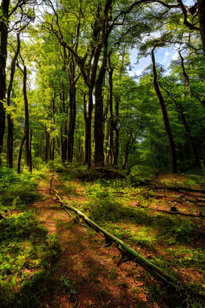  dense forest with a small path abandoned temple at the front, some trees bend by strong wind, (heavy rainfall:1.3), highly detailled, ,dramatic light, light rays