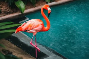 unsplash, photo, a pink flamingo standing in a pool of water,an orange flamingo stands in the shallow water, solo, standing, full_body, outdoors, blurry, no_humans, bird, leaf, plant, animal_focus, beak
