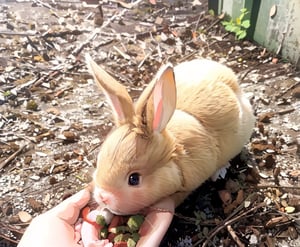 Masterpiece, high resolution animation, super high resolution rendering, (baby rabbit:1.5), (big round black eyes),1rabbit