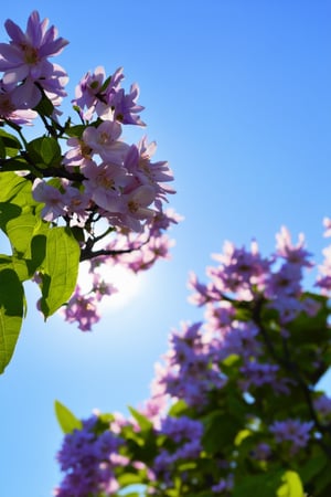 best quality, 4K, 8K, high-resolution, masterpiece, ultra-detailed, photorealistic,  purple and white flowers are blooming on a tree in front of a blue sky with the sun in the background, flower, outdoors, blurry, no humans, blurry background, depth of field, leaf, white flower, sunlight, plant, scenery, nature, purple flower, still life