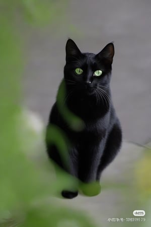 no humans, animal focus, cat, basic_background, animal, outdoors, looking at viewer, black cat, green-eyes