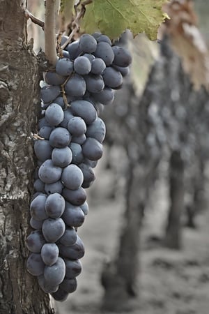 uvas malbec vendimia cuyo wineyards
