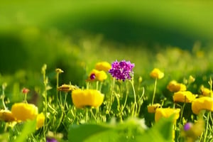 tiny seeds clinging tightly to the ground, in vibrant meadows filled with colorful wildflowers, a smiling sun in the sky,