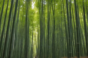 dense bamboo grove with tall slender stalks creating a natural cathedral
