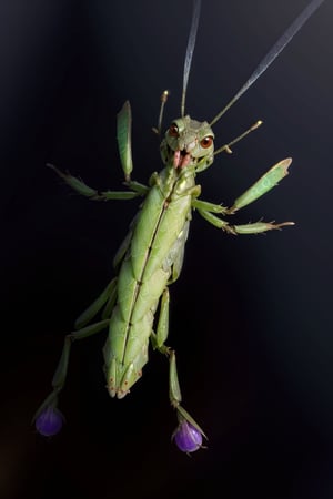 Yunyun, mutating into insect, 50% praying mantis
