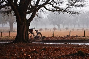 Rural landscape, winter rain, picturesque scene, gentle raindrops, soothing rhythm, leafless trees, silhouettes, delicate droplets, wet earth, contemplative atmosphere, beauty of simplicity, cycle of nature.