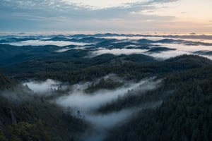 Bird eye level shot, pine forest, foggy, misty, windy, blue hour, cinematic, masterpiece, best quality, high resolution