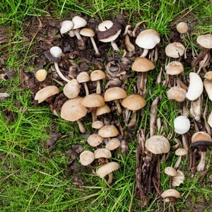 Fungi and mushrooms on top of a female body in the middle of a forest