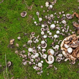 Fungi and mushrooms on top of a female body in the middle of a forest