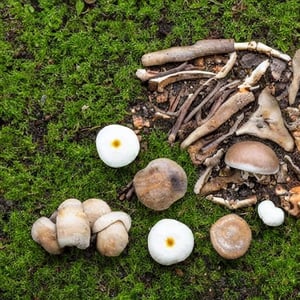 Fungi and mushrooms on top of bones of a body in the middle of a forest