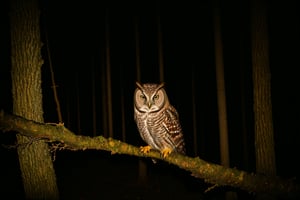 candid RAW portrait photo of an owl sitting on a branch (at night:1.3) in a dark forest, Fujifilm Fujichrome Velvia 100 film, dof, high definition, detailed, intricate, flashlight