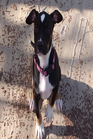 A photo of an American bulldogg with a red collar and standing on a wooden floor. The dog has a short coat and a muscular build. It is white with black spots The background is blurred and contains a white wall and a dark object. The lighting is soft.