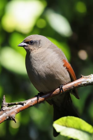 (Documentary photograph:1.3) of a Grayish Baywing. BREAK It's a cute bird about 7 inches long, with (brownish-gray plumage:1.3), (the wings feathers have a reddish-brown tone:1.4). The region between the eyes and nostrils is black, it has black eyes, black legs, (short and stubby black beak:1.4). BREAK (full body shot:1.2), perched on a tree branch, under direct sunlight, creative shadow play, from above, bokeh, BREAK (shot on Canon EOS 5D:1.4), Fujicolor Pro film, in the style of Miko Lagerstedt/Liam Wong/Nan Goldin/Lee Friedlander, BREAK (photorealistic:1.3), vignette, highest quality, detailed and intricate, original shot, gbaywing,