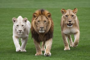 Please generate an image of .3 lions, first all white, second all green, and third all red, arranged in a row, with white first, green second, and red third