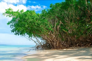 A majestic mangrove forest sprawls along the vibrant coastline of the Maya Riviera, with towering trunks and twisted roots tangled in a tapestry of emerald green. The warm sunlight filters through the dense foliage, casting dappled shadows on the sandy beach below, where a few wispy clouds drift lazily across the cerulean sky.