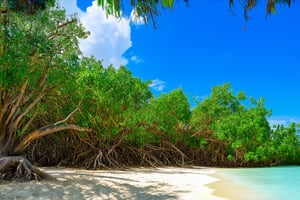 A majestic mangrove forest sprawls along the vibrant coastline of the Maya Riviera, with towering trunks and twisted roots tangled in a tapestry of emerald green. Warm sunlight filters through the dense foliage, casting dappled shadows on the sandy beach below. A few wispy clouds drift lazily across the cerulean sky as the mangrove's leafy canopy rustles gently in the sea breeze.