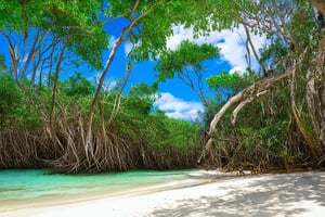 A majestic mangrove forest sprawls along the vibrant coastline of the Maya Riviera, with towering trunks and twisted roots tangled in a tapestry of emerald green. The warm sunlight filters through the dense foliage, casting dappled shadows on the sandy beach below, where a few wispy clouds drift lazily across the cerulean sky.