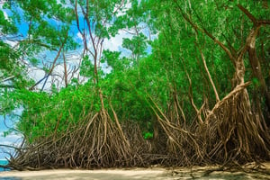 A majestic mangrove forest sprawls along the vibrant coastline of the Maya Riviera, with towering trunks and twisted roots tangled in a tapestry of emerald green. The warm sunlight filters through the dense foliage, casting dappled shadows on the sandy beach below, where a few wispy clouds drift lazily across the cerulean sky.