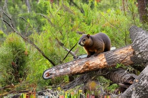 A dramatic scene unfolds: a marmot, typically known for its peaceful nature, is now wielding a chainsaw with reckless abandon. It methodically destroys the tranquil forest landscape, sending tree trunks crashing to the ground. The once-lush foliage is now reduced to splintered remnants, as the determined marmot continues its destructive rampage.