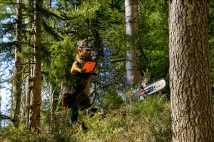 Marmot 
chainsaw 
destroying trees