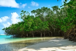 A majestic mangrove forest sprawls along the vibrant coastline of the Maya Riviera, with towering trunks and twisted roots tangled in a tapestry of emerald green. Warm sunlight filters through the dense foliage, casting dappled shadows on the sandy beach below. A few wispy clouds drift lazily across the cerulean sky as the mangrove's leafy canopy rustles gently in the sea breeze.