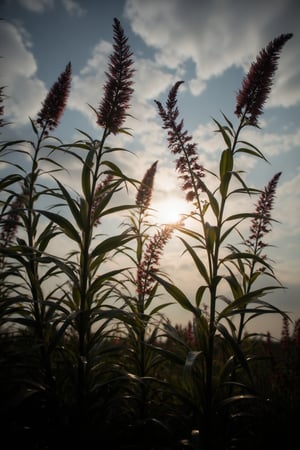 Create a 8k resolution in realistic-style. The image depicts a close-up view of several plants with elongated leaves and tall flower spikes, silhouetted against a sky at what appears to be either sunrise or sunset. The sky is partly cloudy with the sun visible near the horizon, casting a warm glow and creating a backlight effect on the plants. This interplay of light and shadow highlights the natural beauty and intricate details of the plants against the vastness of the sky.Midjourney_Whisper