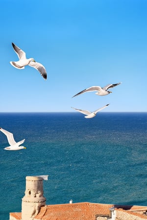 Seagulls flying in the sky,sea mew,roman architecture,Dream Background