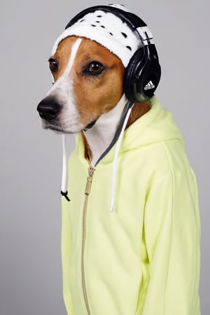 Mischievous soft brown floppy eared dog beagle Jack Russell mix DJ, has four distinct black freckles on snout, mostly white fur with black spots, wearing ADIDAS fashion Track suit and matching bucket hat, DJ Eye glass, headphones on head, hyper realistic, bird eye view, ultra-detailed, best quality,Movie Still, neon background, in club party